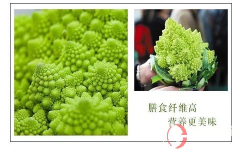 想要農(nóng)場(chǎng)種蔬菜賺錢(qián)，就來(lái)種救心菜和寶塔花菜! 第2張